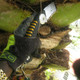 Silky Sugoi 420mm Curved Handsaw