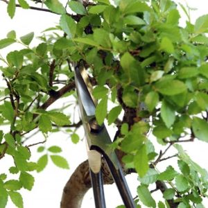 Okatsune Traditional Bonsai Snips