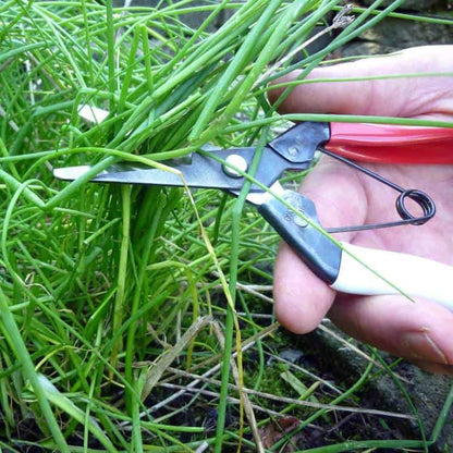 Okatsune Onion Shears