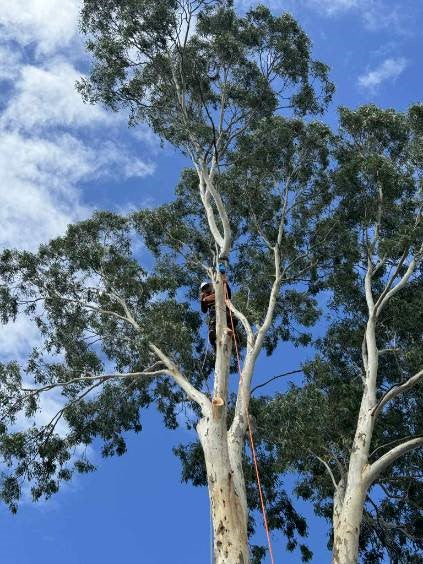 ISC Medium Hot Forged Rigging Pulley for 19mm Rope